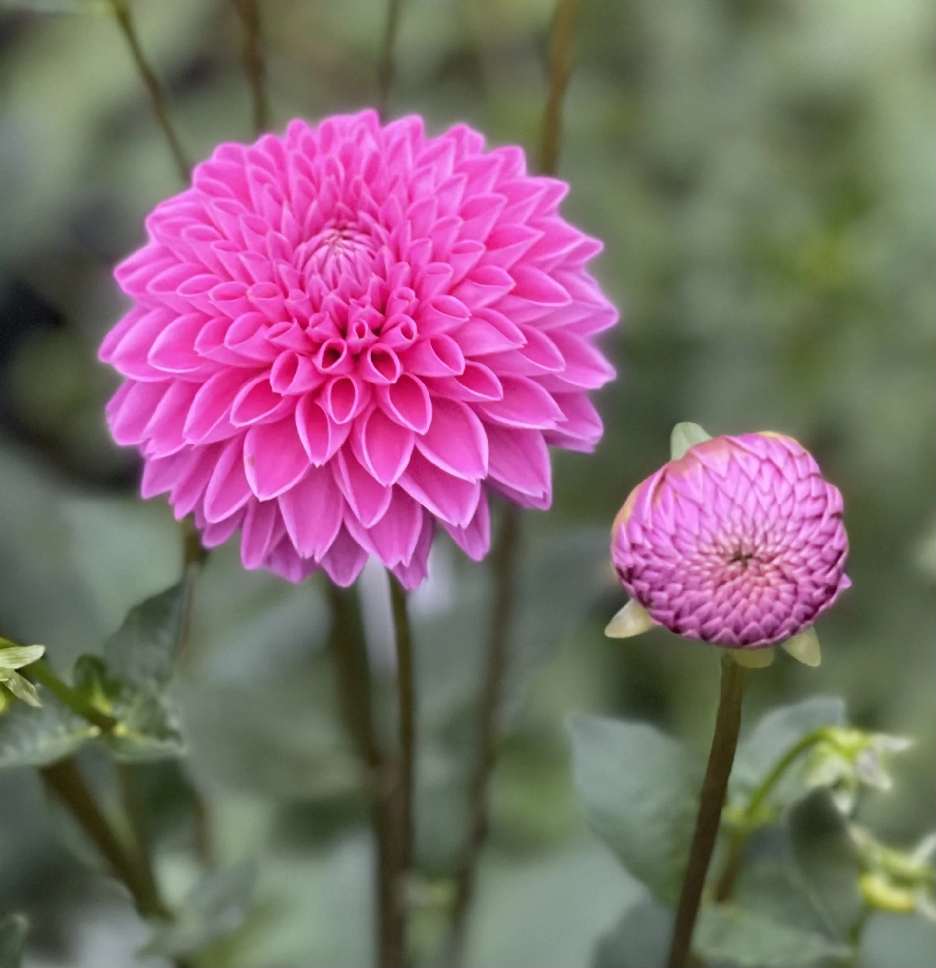 瑠花スイートピンクダリアスワッグ Pink Sylvia (Sandra) — Cottage Blooms | dahlia | cut flower farm